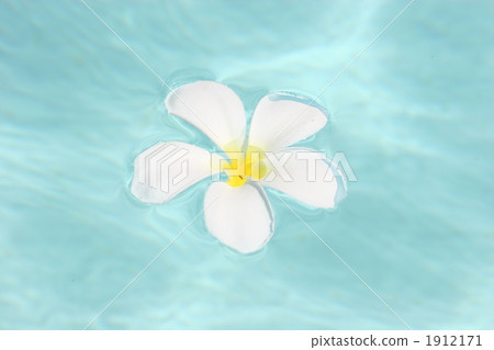 雞蛋花漂浮在游泳池裡 1912171