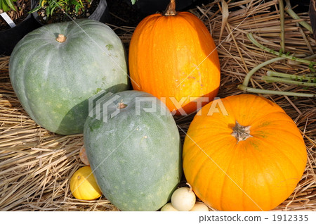 pumpkin pumpkin 1912335