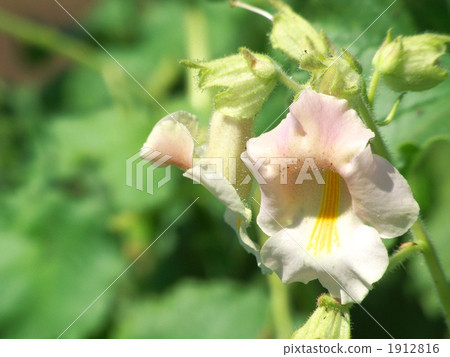 Tuna flowers Tuna flowers 1912816