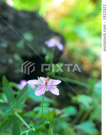 Flower of butterfly Flower of butterfly 1912822