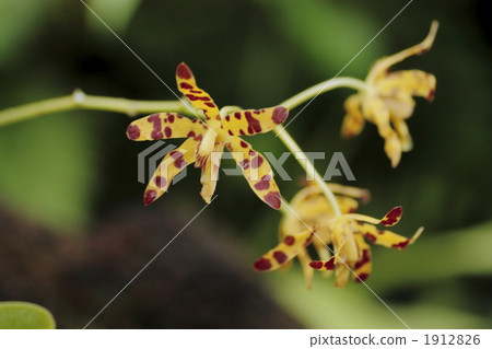 Anceria Africana Anceria Africana 1912826