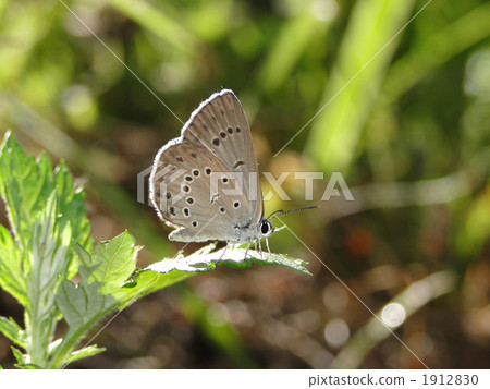 稀缺的大藍 1912830