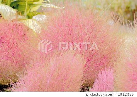 Kochia autumn leaves Kochia autumn leaves 1912835