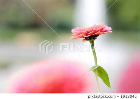 Jinia Dream Land Carmine 1912843