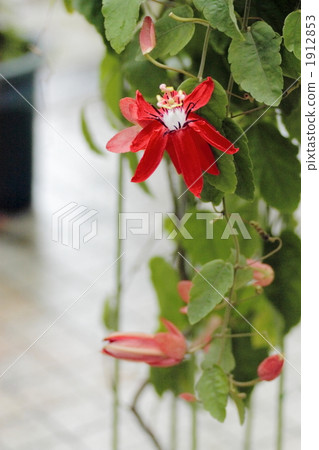 Passion Flora Quadriorio Passion Flora Quadriorio 1912853