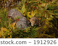 daytime, wildlife, rocky stretch 1912926