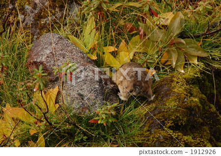 daytime, wildlife, rocky stretch 1912926