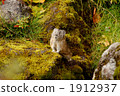 small animal, wild animal, wildanimal 1912937