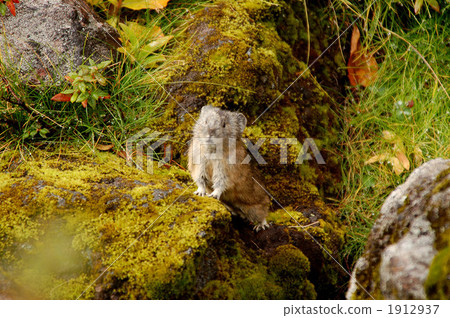 small animal, wild animal, wildanimal 1912937