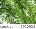 Fresh green maple 1912938