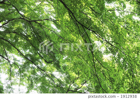 Fresh green maple Fresh green maple 1912938