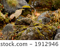 chipmunk, chipmunks, small animal 1912946