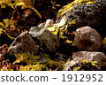 small animal, one animal, rocky stretch 1912952