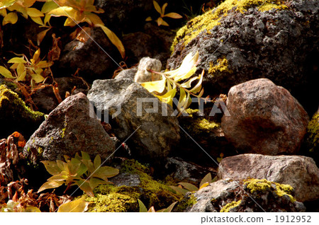 small animal, one animal, rocky stretch 1912952