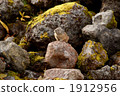 rocky mountain, one animal, rocky stretch 1912956