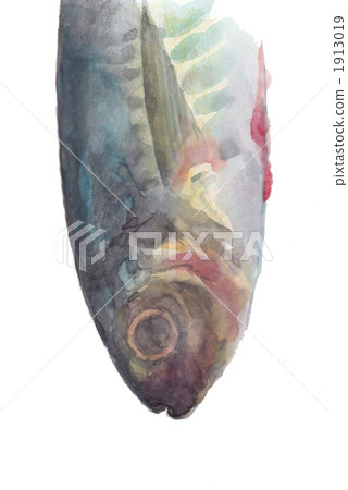 竹莢魚 竹莢魚 1913019