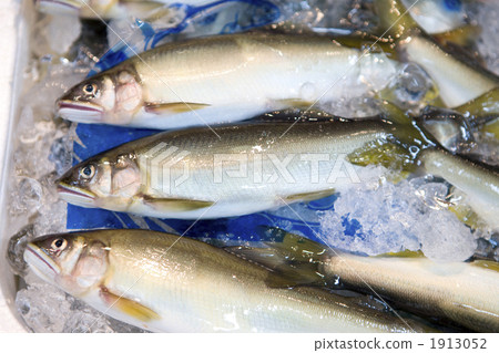 Ayu在新鮮的魚店排行 Ayu在新鮮的魚店排行 1913052