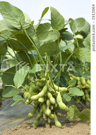 毛豆領域 1913064