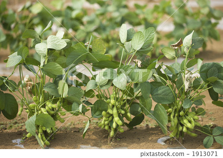Edamame field Edamame field 1913071