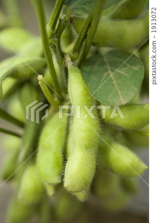 毛豆領域 1913072