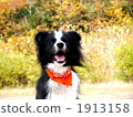 border collie, pet, pets 1913158