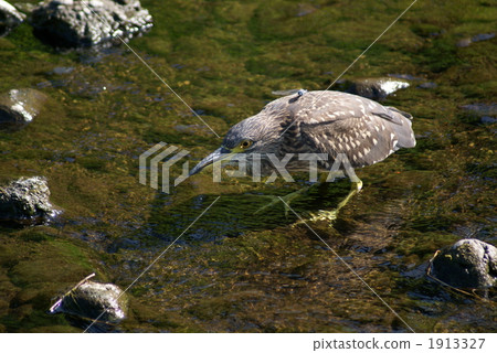 蜻蜓正在停止。 1913327