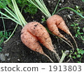 Carrots	 1913803