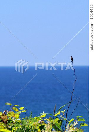 Sea of Japan in summer Sea of Japan in summer 1914453