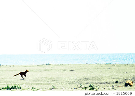 A single fox 1915069