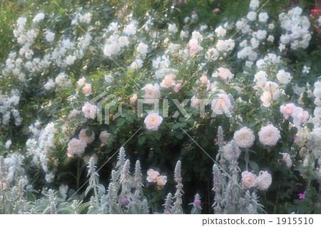 英式花園4 1915510