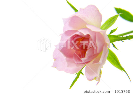 粉紅色的玫瑰 1915768
