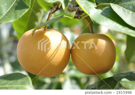 pear, nashi, asian pear 1915996
