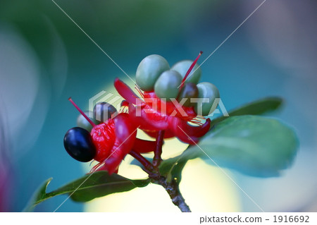 fruit, foliage plant, bud 1916692