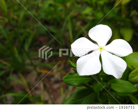 Nichinichiso 1916731