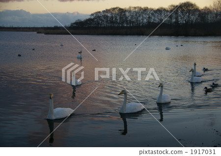 天鵝湖 鳥群 天鵝 1917031