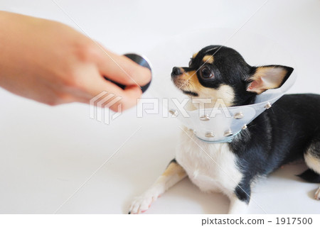 Sick dog 1917500