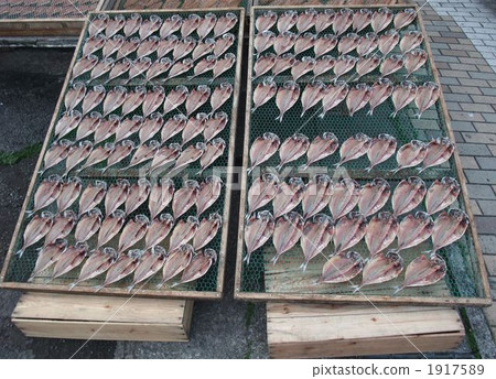 Opening of horse mackerel, sun drying Opening of horse mackerel, sun drying 1917589