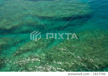 Department of coral reef 560 Department of coral reef 560 1917700