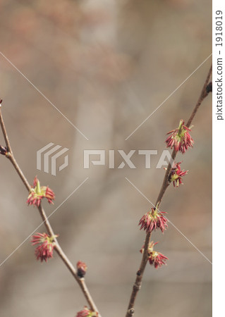 euptelea, bloom, blossom 1918019