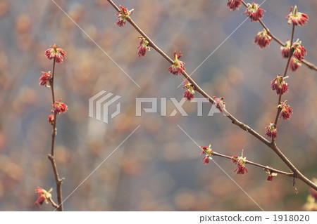 euptelea, bloom, blossom 1918020