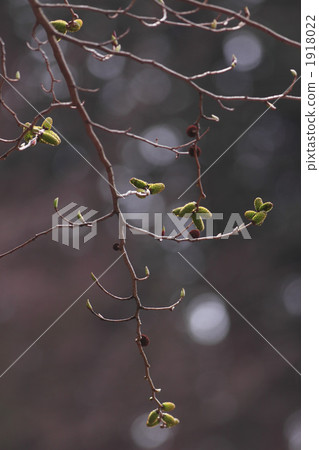 japanese alder, early spring, fruit 1918022