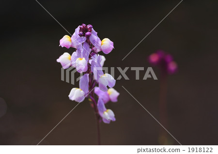 柳穿魚 春天 春 1918122