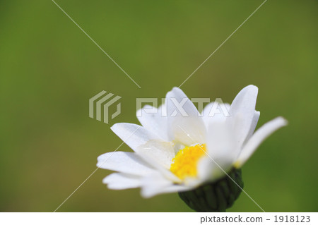 菊 秋菊 陶菊 1918123