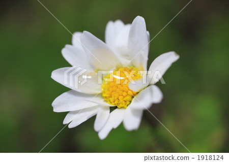 白晶菊 菊 秋菊 1918124