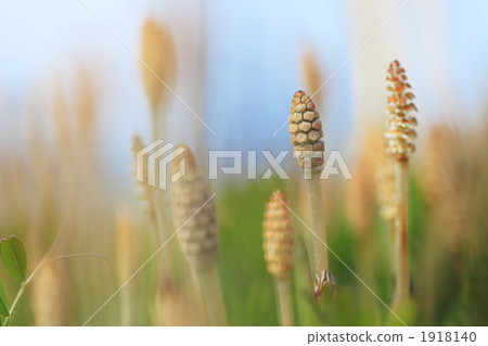 馬尾 山林 鄉下 1918140