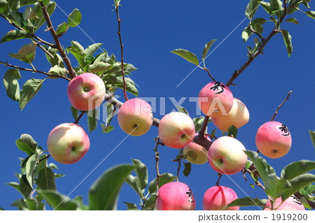 Top quality apple nuts 1919200