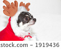 Santa dog 5 Santa dog 5 1919436