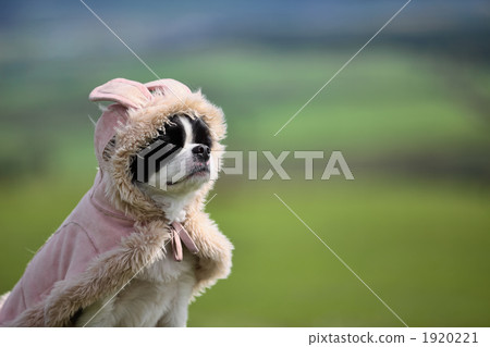 狗看遠方 1920221