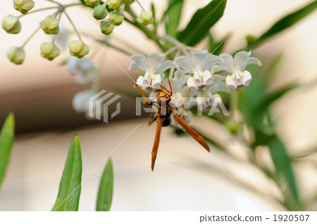 Paper wasp 1920507