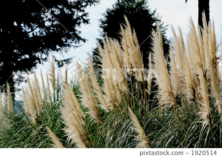 Pampasgrass 1920514